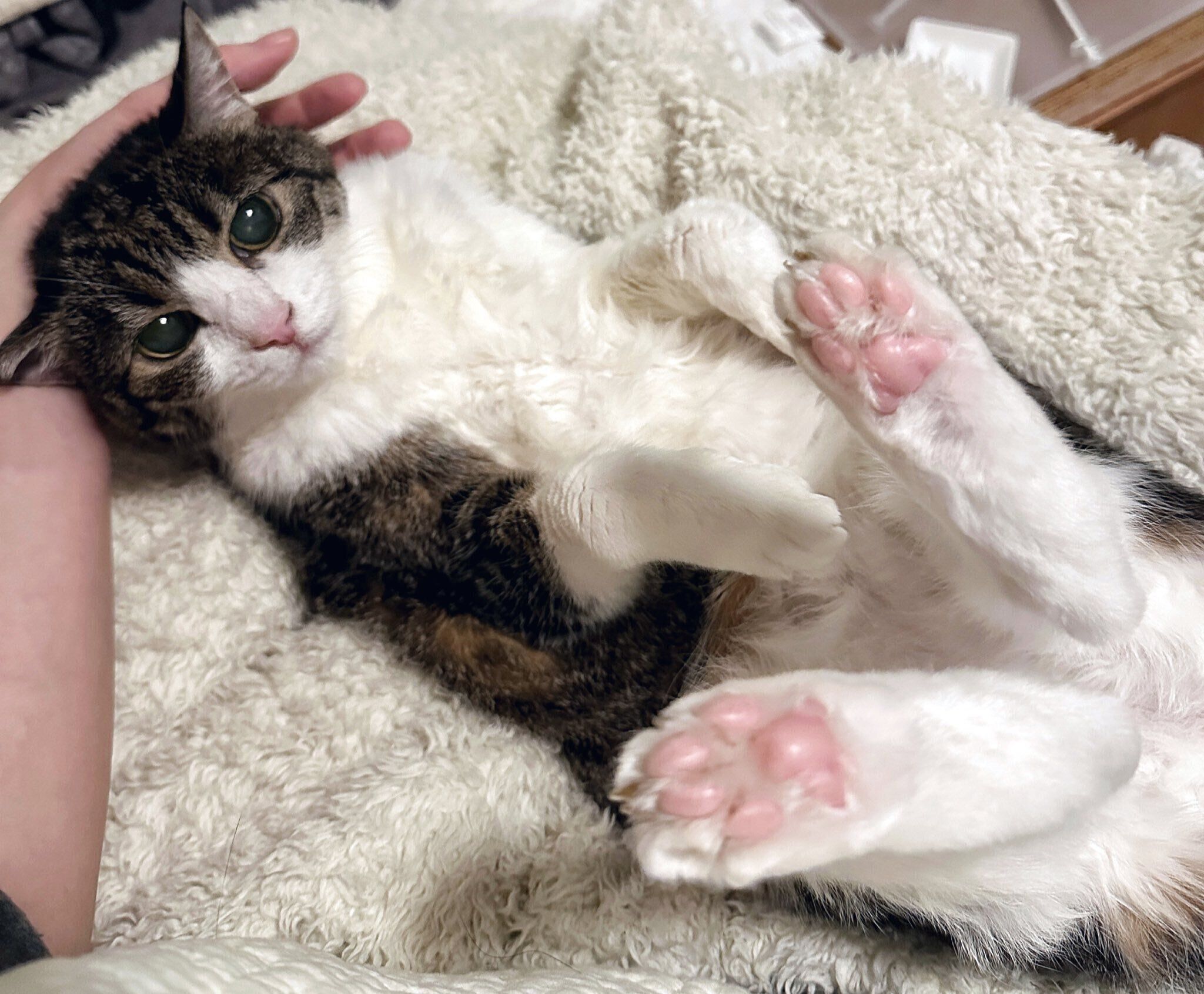 無防備な姿で寝転がる「もうすぐ21才」のシニア猫 “赤ちゃん感”がスゴ