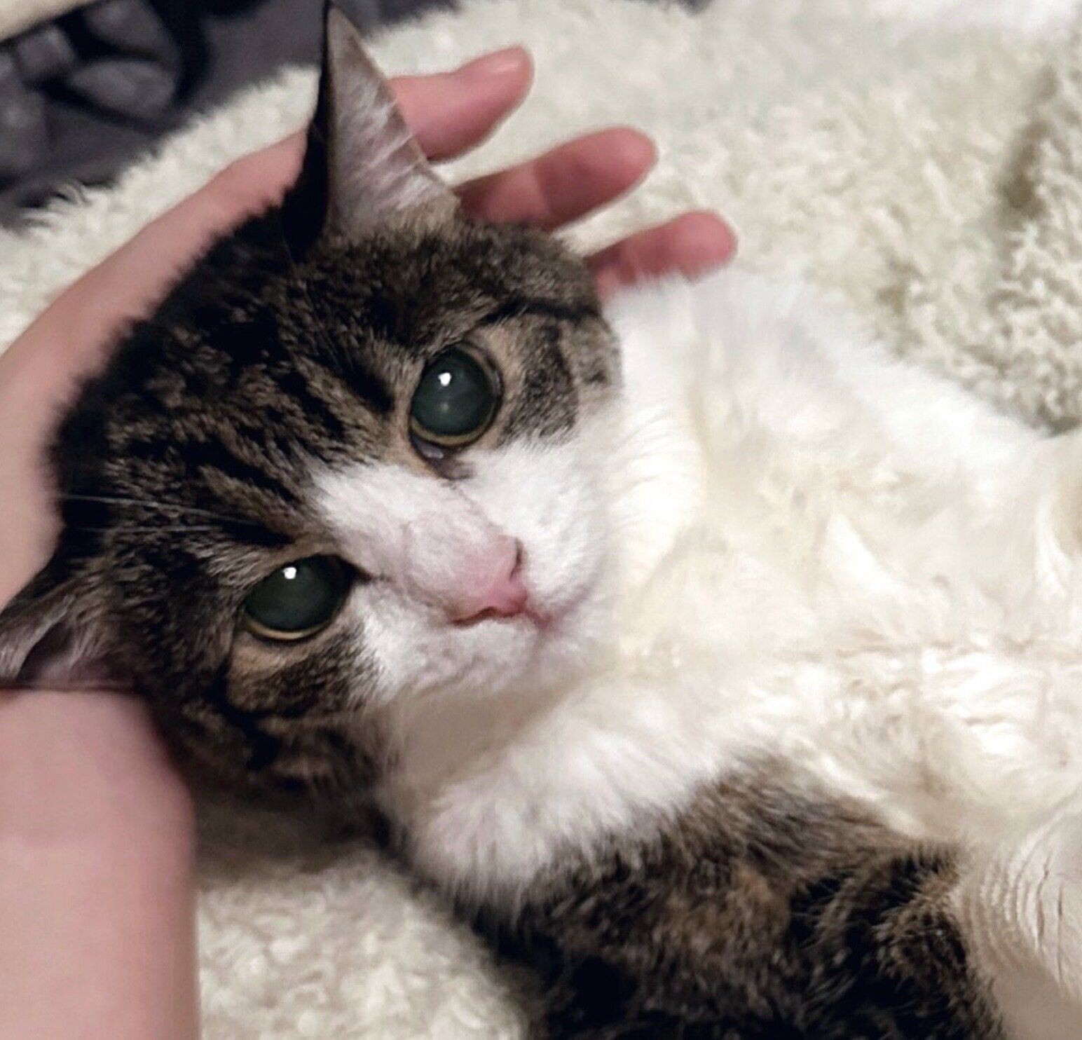 猫千代 0501 猫千代 0501 猫千代 0501 猫千代 0501 カード検索 ｜ Z/X