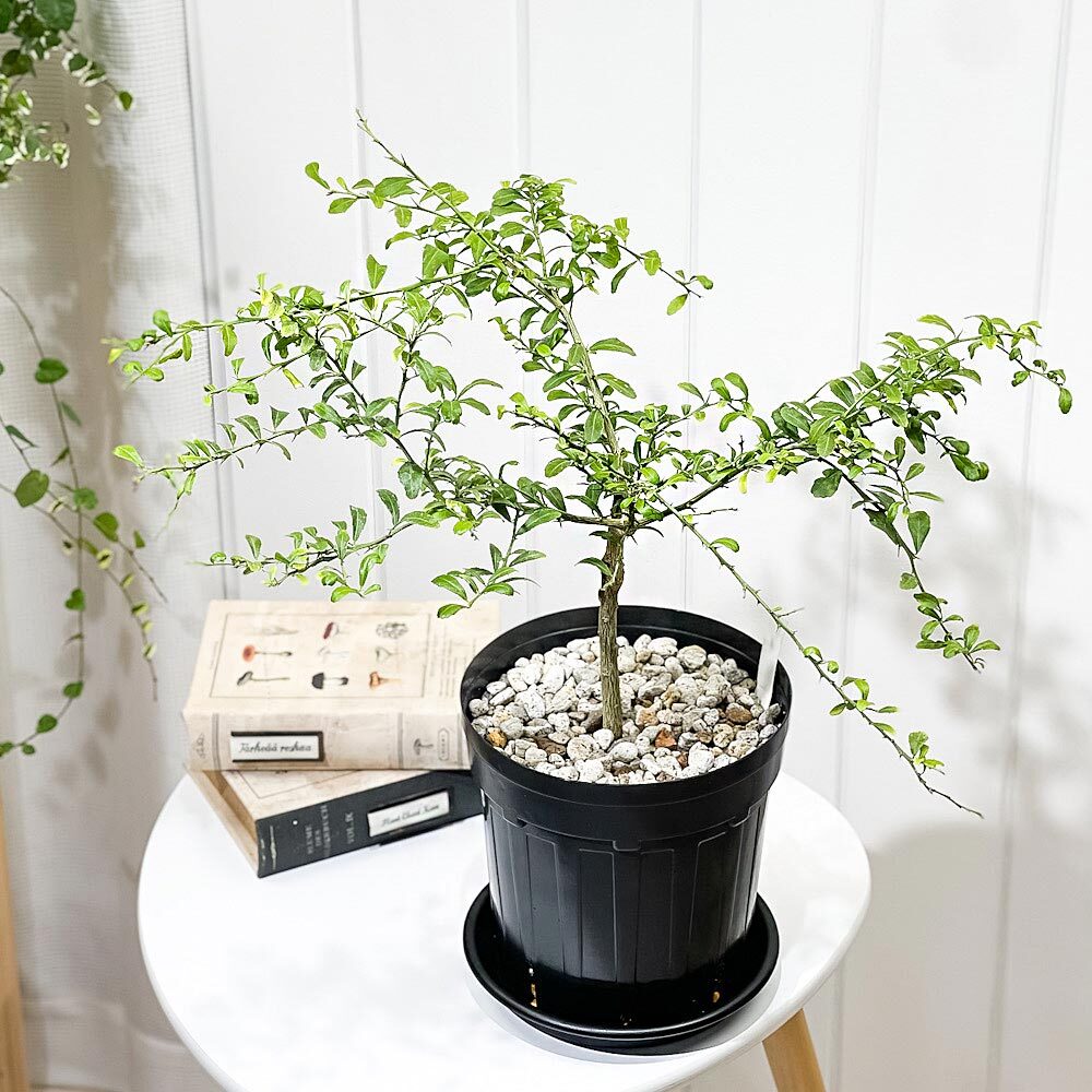 PLANCHU 熱帯果樹 フィンガーライム グリーンアリストンビル 6号