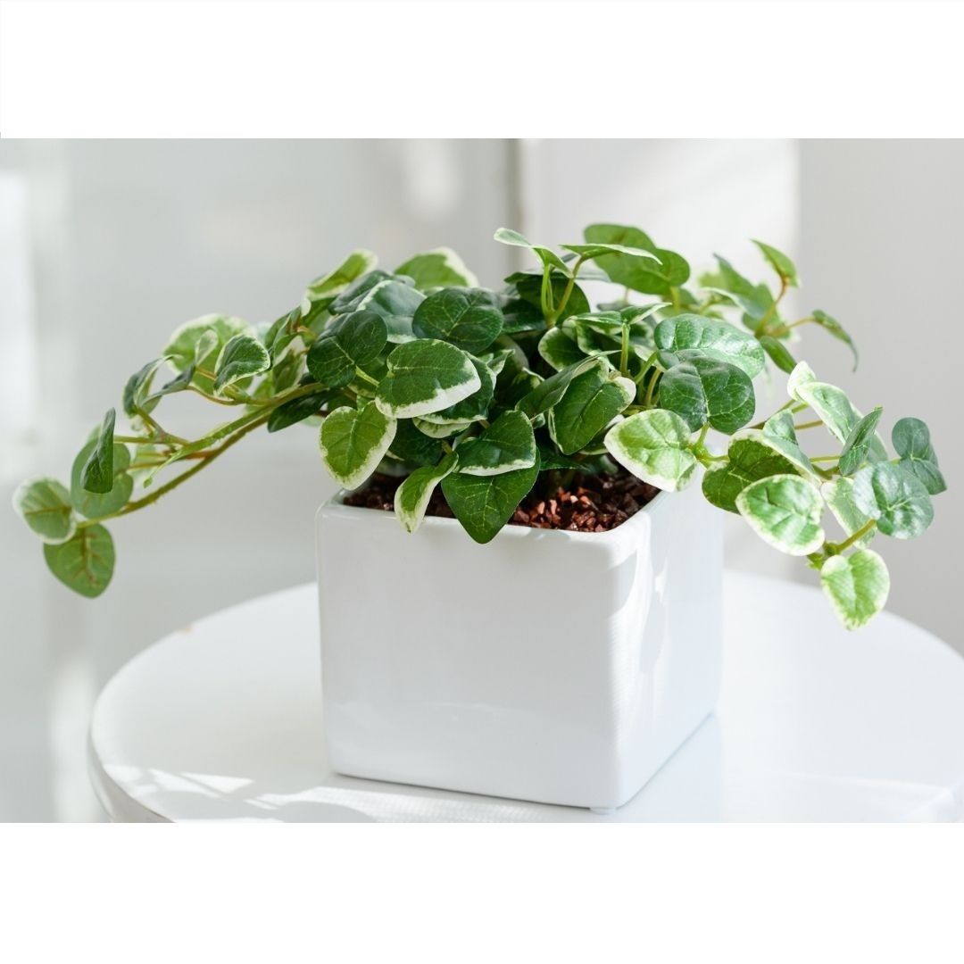 フェイクグリーン プミラ 卓上サイズ20cm 選べる2色 光触媒加工 人工