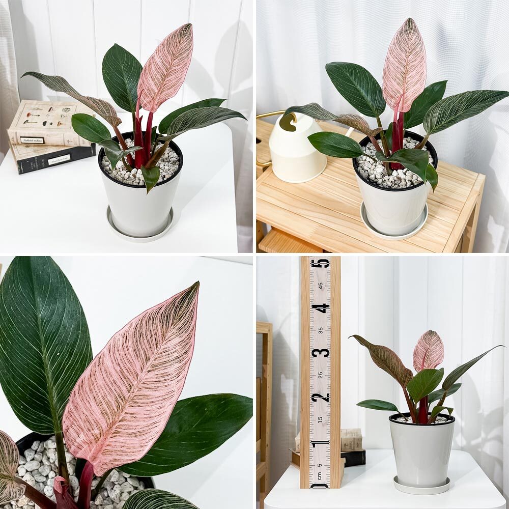 PLANCHU 観葉植物 フィロデンドロン ピンクバーキン 5号鉢 受け皿付き