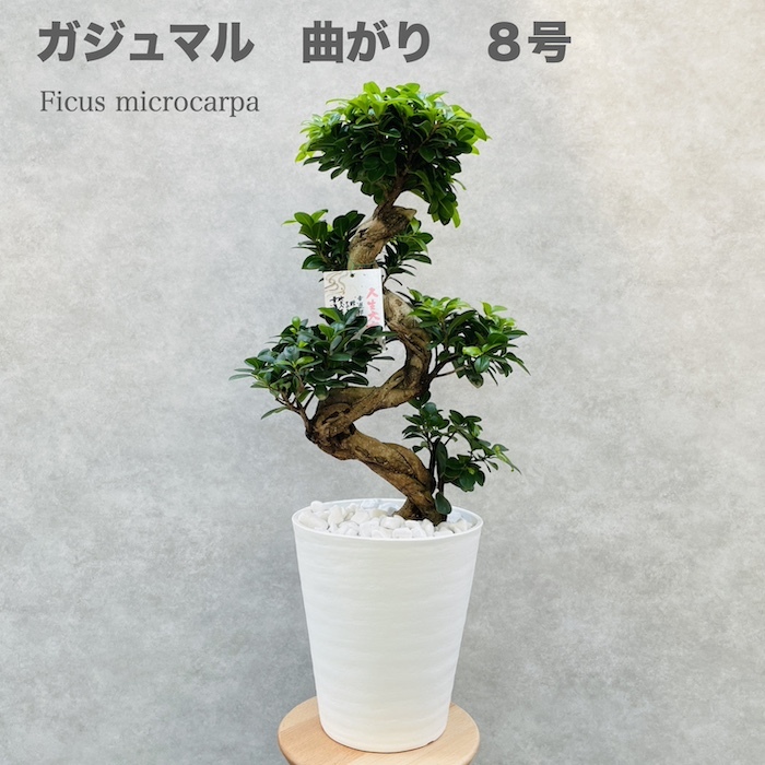 ガジュマル 観葉植物 曲がり 8号鉢苗 大型 盆栽 登り樹 昇り竜 室内
