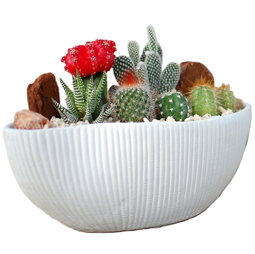 サボテン 多肉植物 6種類 寄せ植え（緋牡丹入り）/舟形POT M