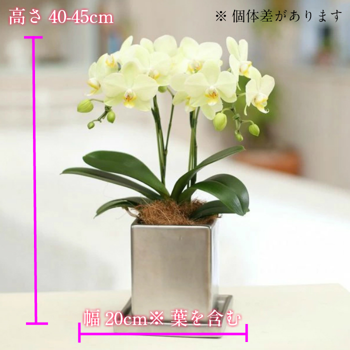 胡蝶蘭 ゴールデンマンボ 6．0寸鉢 2鉢価格 ミディ胡蝶蘭 2本立
