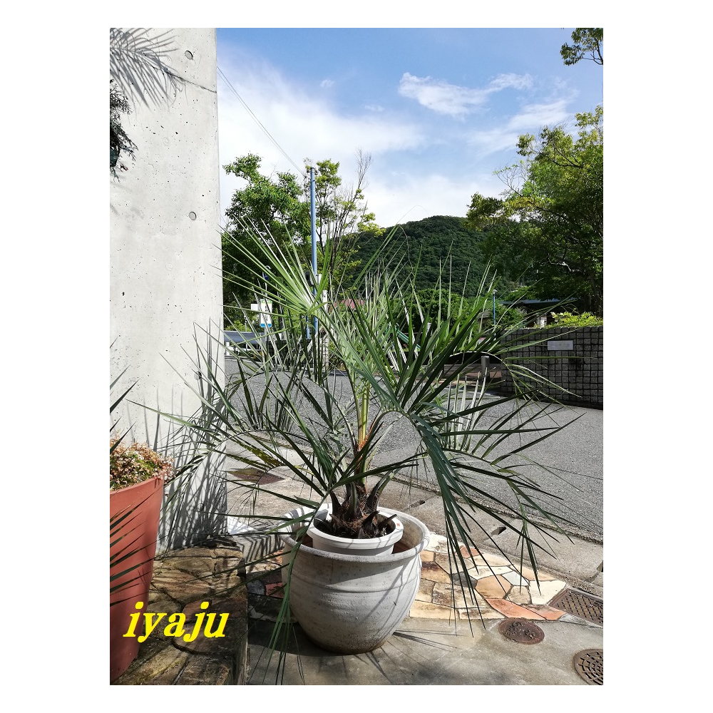 ココスヤシ 10号 耐寒性ヤシ ヤシの木 インテリア ワイルドな観葉植物