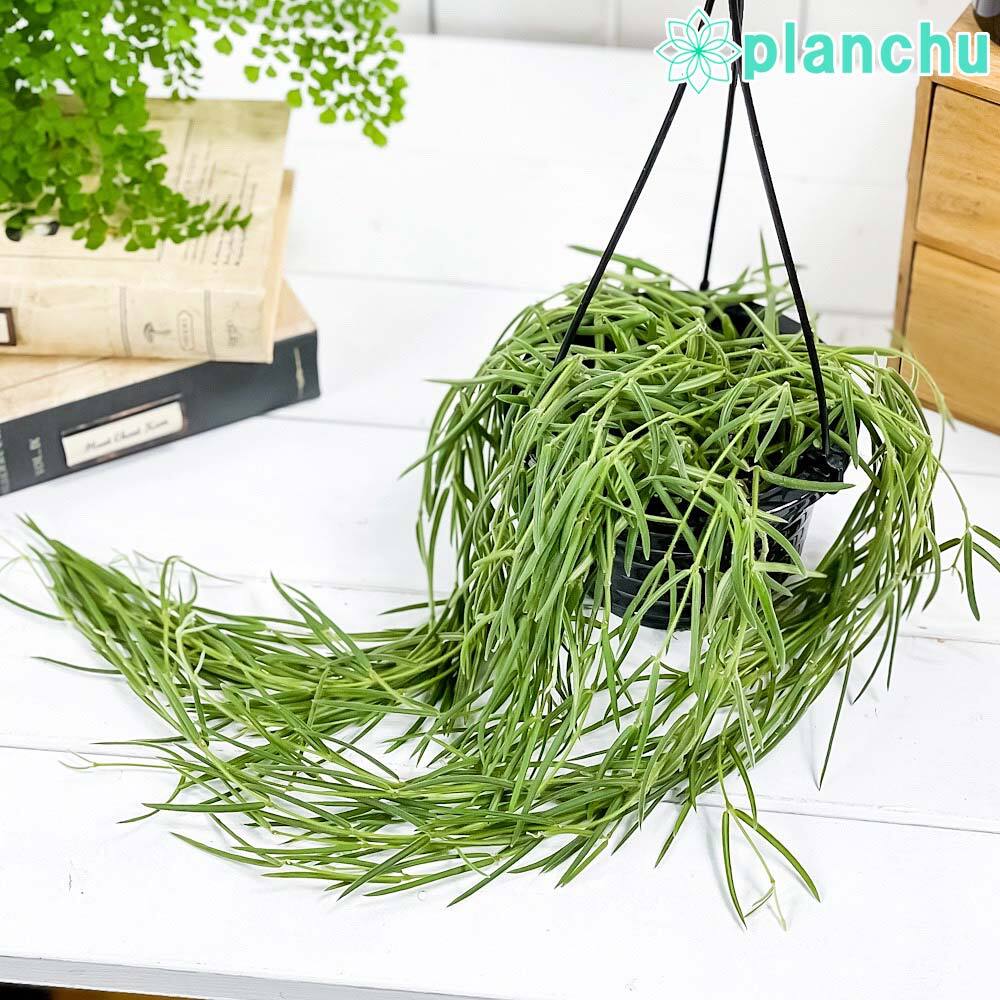 PLANCHU 観葉植物 ホヤ リネアリス 4.5号吊り鉢 育て方説明書付き Hoya