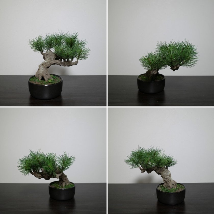 Modern Bonsai M】手入れ不要のフェイク盆栽 本物志向 高品質 ホテルや