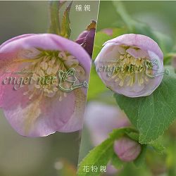 園芸ネット本店｜【お1人様1ポット】大和園さんのクリスマスローズ：24