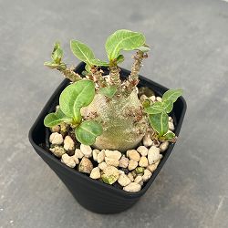 園芸ネット本店｜観葉植物:塊根植物コーデックス の商品一覧 【公式】