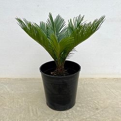 園芸ネット本店｜金環ソテツ 7号鉢植え の通販【公式】