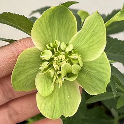 園芸ネット本店｜よりどりお買い得コーナー:クリスマスローズ 2ポット