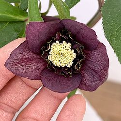 園芸ネット本店｜よりどりお買い得コーナー:クリスマスローズ 2ポット