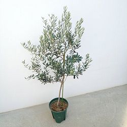 園芸ネット本店｜オリーブ：バロウニ 8号鉢植え の通販【公式】