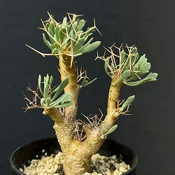 園芸ネット本店｜観葉植物:塊根植物コーデックス の商品一覧 【公式】