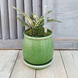 園芸ネット本店｜オモト の商品一覧【公式】