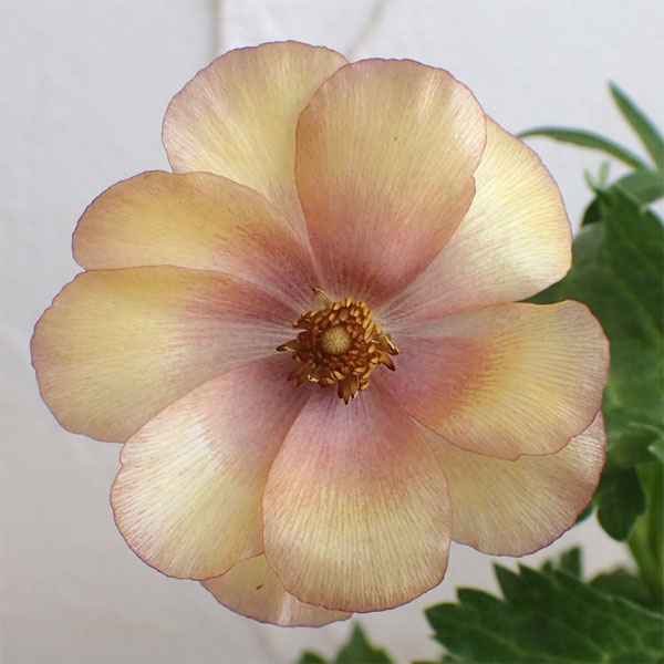 園芸ネット本店｜[送料無料]ラナンキュラス：ラックス ウラノス3.5-4号