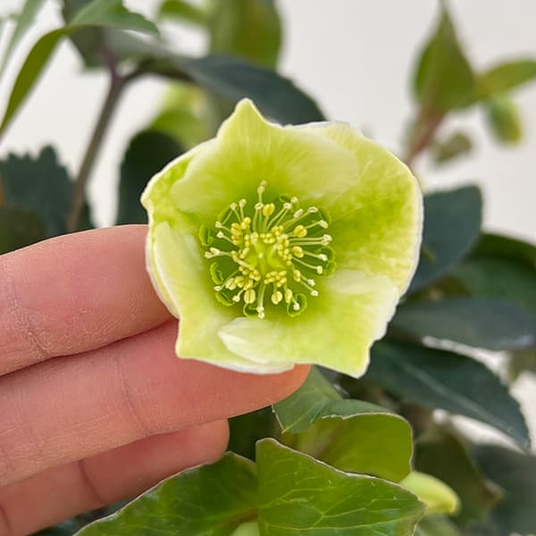 園芸ネット本店｜クリスマスローズ（原種交配）：*サヒニ ウインター