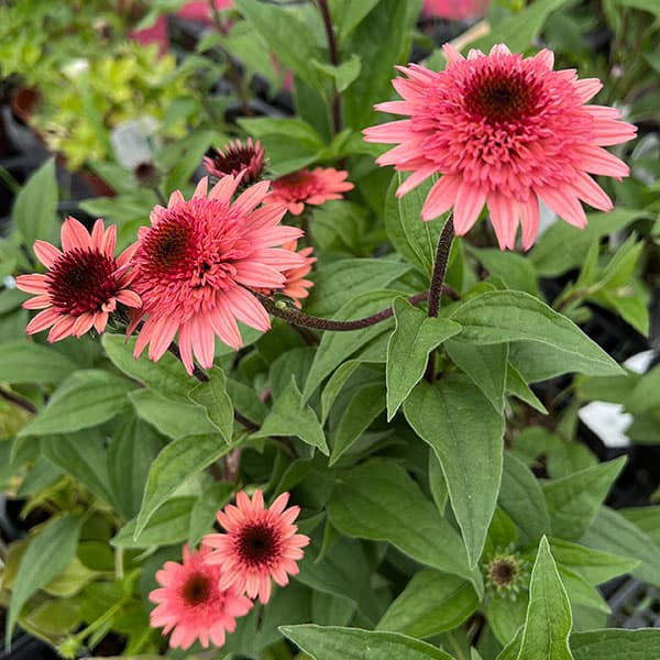 園芸ネット本店｜エキナセア：ラズベリートラッフル（ラズベリー