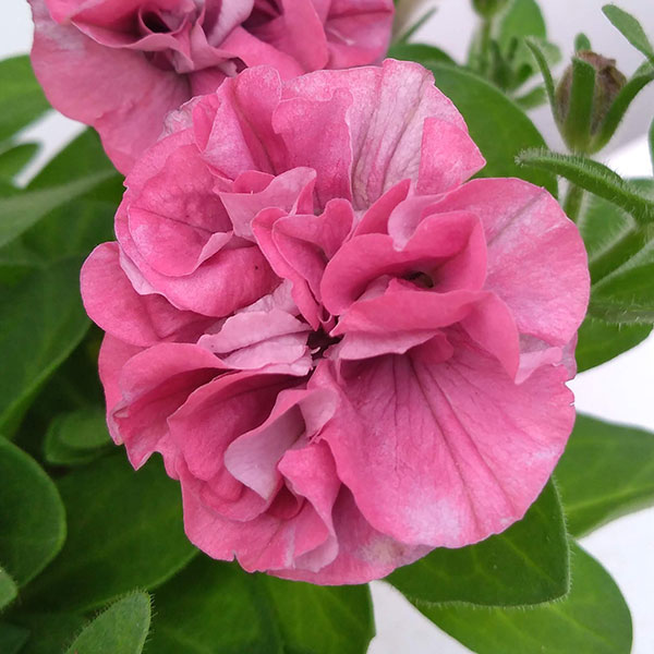 園芸ネット本店｜ペチュニア：ホイップマカロン バラエティ6品種セット