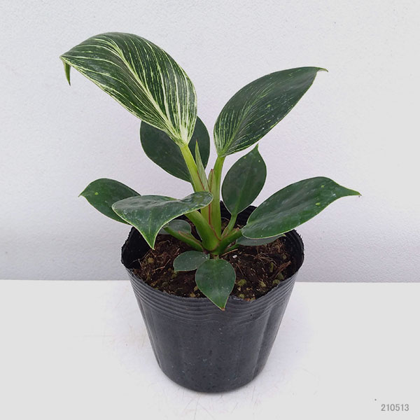 園芸ネット本店｜フィロデンドロン：バーキン3号ポット の通販【公式】