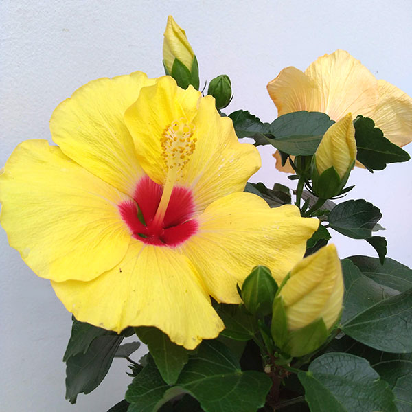 園芸ネット本店｜ハイビスカス（ニューロングライフ）：アドニス