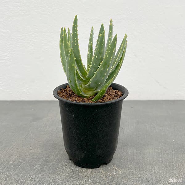 園芸ネット本店｜アロエ：ラモシシマ 3号ポット の通販【公式】