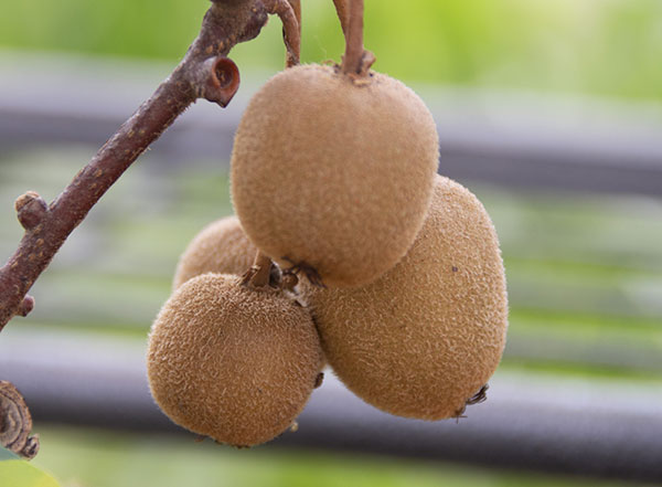 園芸ネット本店｜キウイ雌雄2種受粉樹セット：ゴールデンキングと