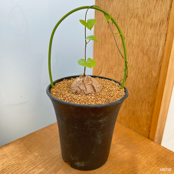 園芸ネット本店｜ディオスコレア（亀甲竜）：エレファンティペス3号