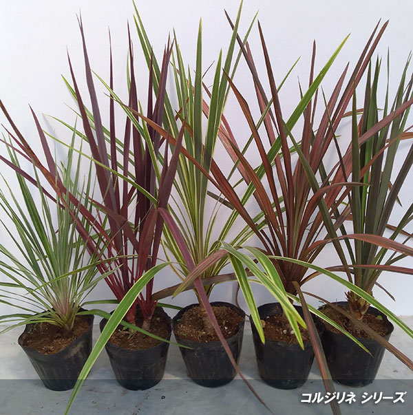 園芸ネット本店｜コルジリネ：コーヒークラシック5号ポット の通販【公式】