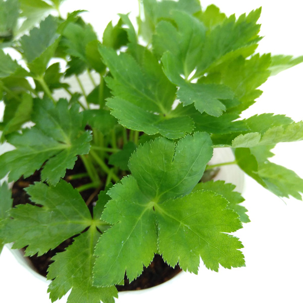 園芸ネット本店｜みつば（三つ葉）3-3.5号 2ポットセット の通販【公式】