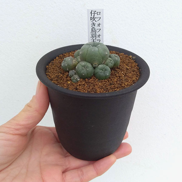 園芸ネット本店｜レアサボテン：ロフォフォラ・仔吹き鳥羽玉3号ポット