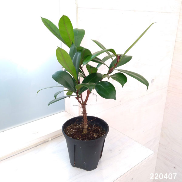 園芸ネット本店｜フィカス：キアティスティプラ 5号鉢植え の通販【公式】