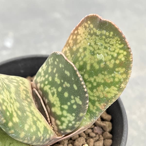 園芸ネット本店｜ガステリア：恐竜 3号25-01 の通販【公式】