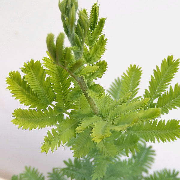 園芸ネット本店｜アカシア：ギンヨウ（銀葉）アカシア 5号鉢植え の