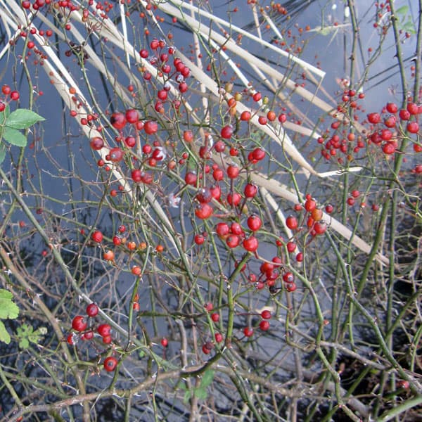 園芸ネット本店｜バラ（原種）：ノイバラ（ロサ ムルティフローラM18