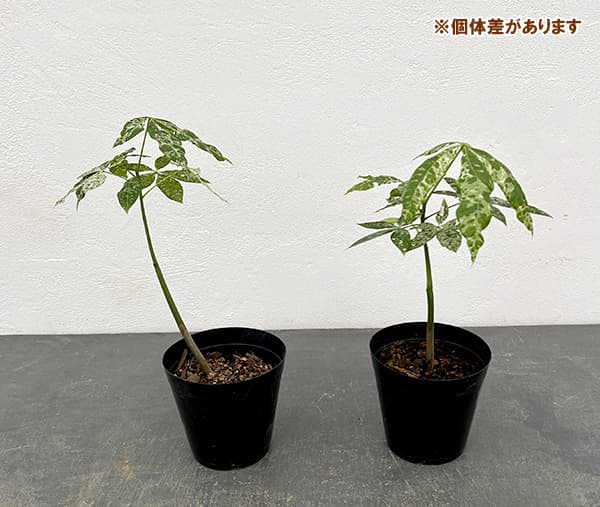 園芸ネット本店｜パキラ：ミルキーウェイ（実生株） 4.5‐5号ポット の