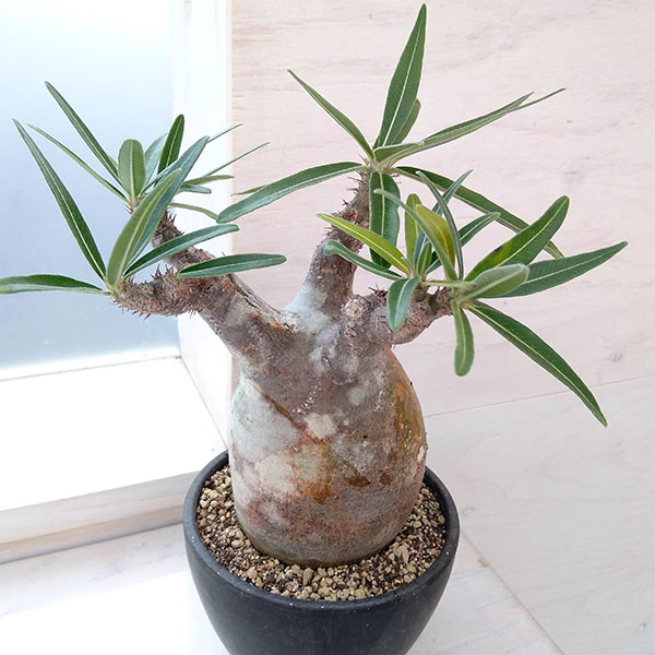 園芸ネット本店｜パキポディウム：グラキリス（発根済み・現地球） 3.5