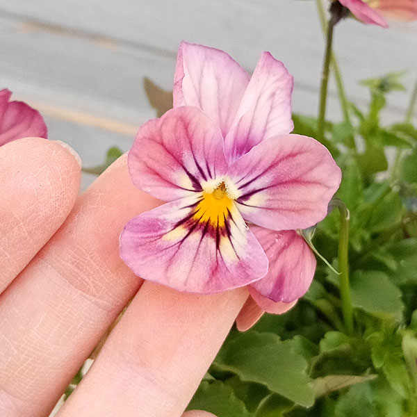 園芸ネット本店｜見元園芸さんのビオラ：虹色カレン3-3.5号ポット の