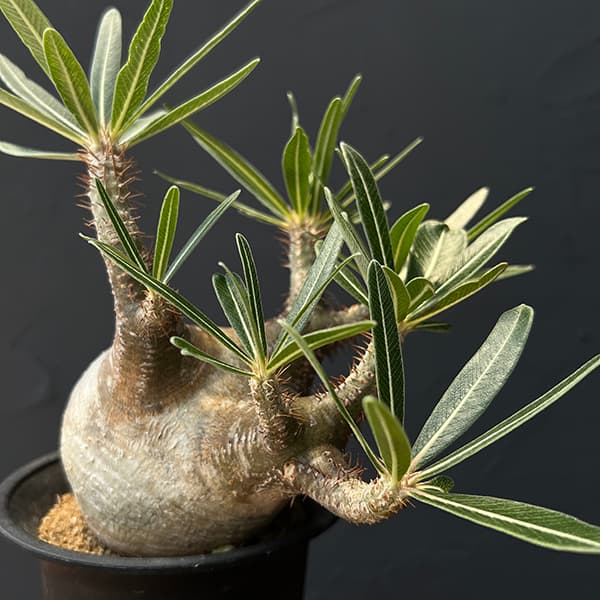 園芸ネット本店｜パキポディウム：グラキリス（多分枝・発根済み株）4