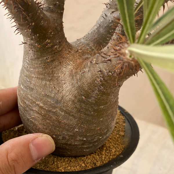 園芸ネット本店｜[送料無料]パキポディウム：グラキリス（多分枝・発根