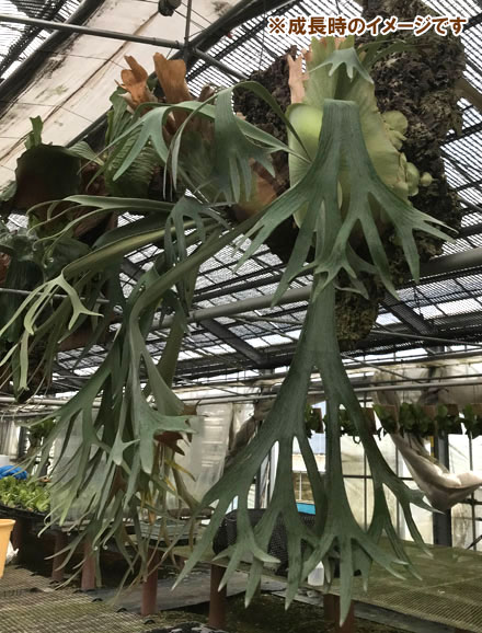園芸ネット本店｜ビカクシダ（コウモリラン）：E-1（白ビフ） 板付け