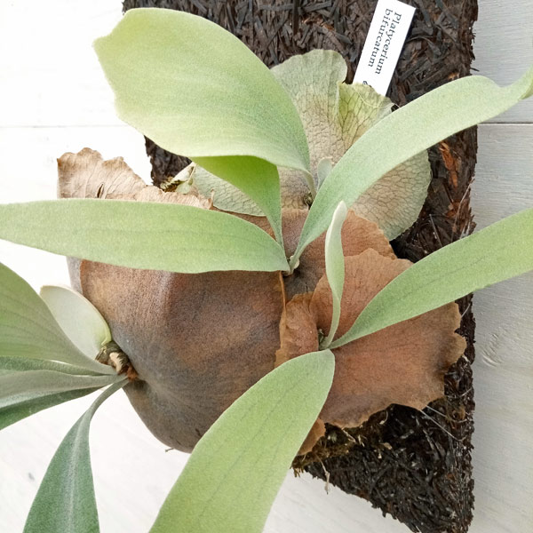 園芸ネット本店｜ビカクシダ（コウモリラン）：E-1（白ビフ） 板付け