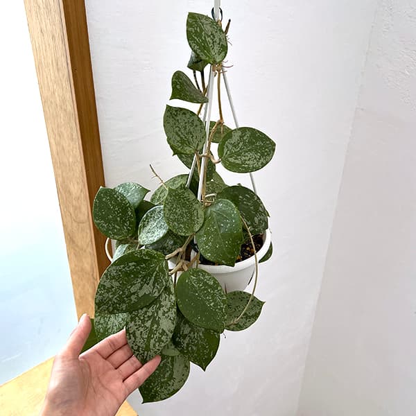 園芸ネット本店｜ホヤ：パラシチカ・シルバー(parasitica silver) 5号