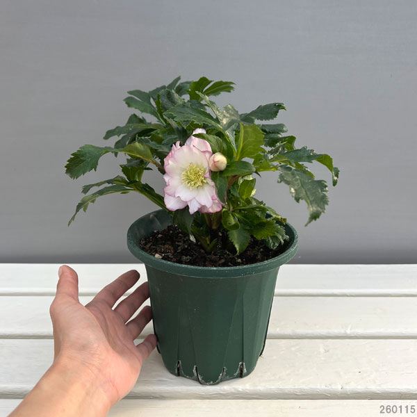 園芸ネット本店｜クリスマスローズ：*エレガンスフレアピンク5号鉢 の