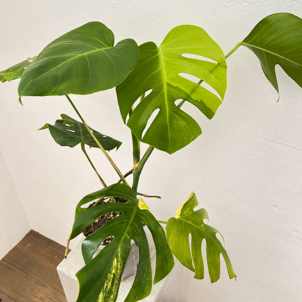 園芸ネット本店｜モンステラ：イエローモンスター 5号鉢植え22-01 の