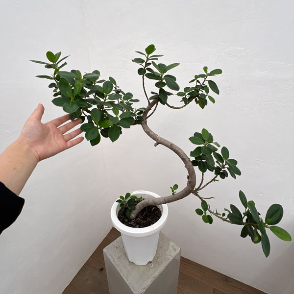 園芸ネット本店｜パンダガジュマル（曲がり仕立て） 7号24-02 の通販