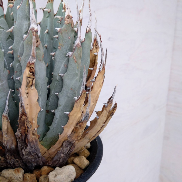 園芸ネット本店｜アガベ：ユタエンシス エボリスピナ（発根済み） 6号