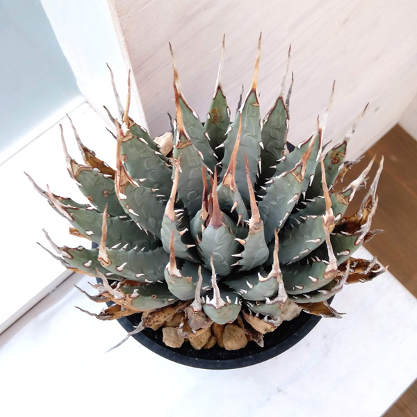 最終】エボリスピナ× BB hybrid ハイブリッド①発根活着 アガベ