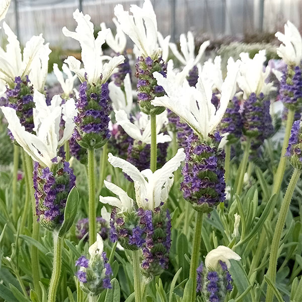 園芸ネット本店｜フレンチラベンダー：ラヴェアンナ ホワイトフロスト5