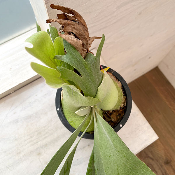 園芸ネット本店｜[送料無料]（わけあり特価）ビカクシダ（コウモリラン